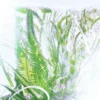 Geranium Perfume – Luxuriance – Rivieres De Cartier | Cartier